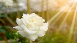 white rose with sunshine